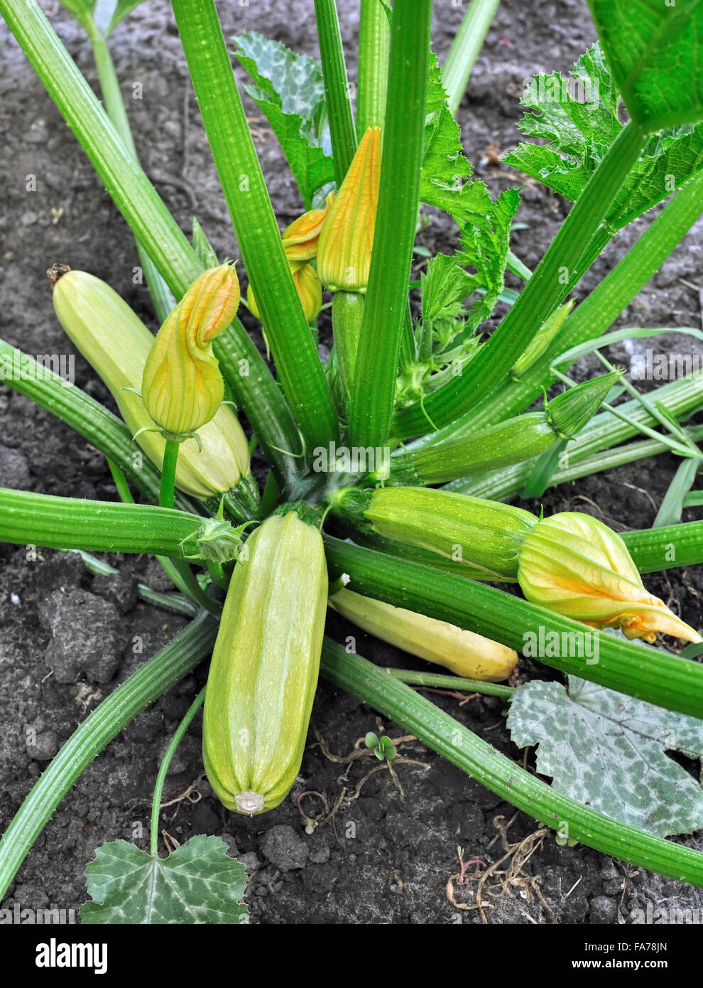 close-up of ripening vegetable marrow Stock Photo