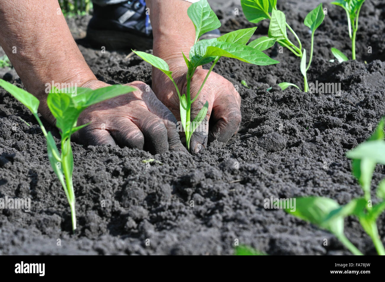 Рассада томатов и перцев. Сажаем перец. Когда садить рассаду. Когда сеять перцы в сибири. Таблица высадки рассады в открытый грунт.