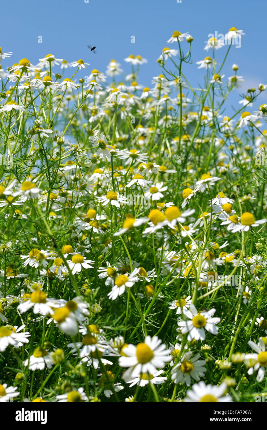 closeup of blooming camomile (Matricaria chamomilla) - homeopathic flowers Stock Photo