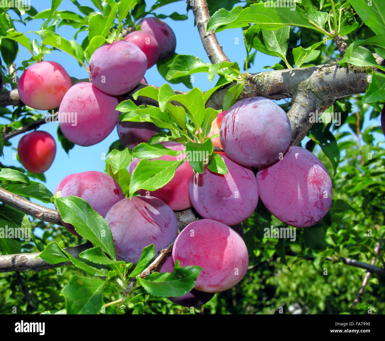 Ripe Plums On A Tree Branch Stock Photo Alamy