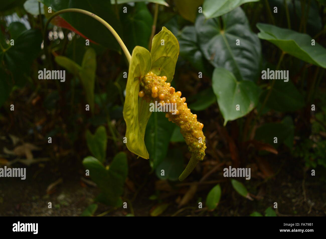 asiatic lily bulbs 'Netty's Pride' Asiatic Lily Bulbs main image 0