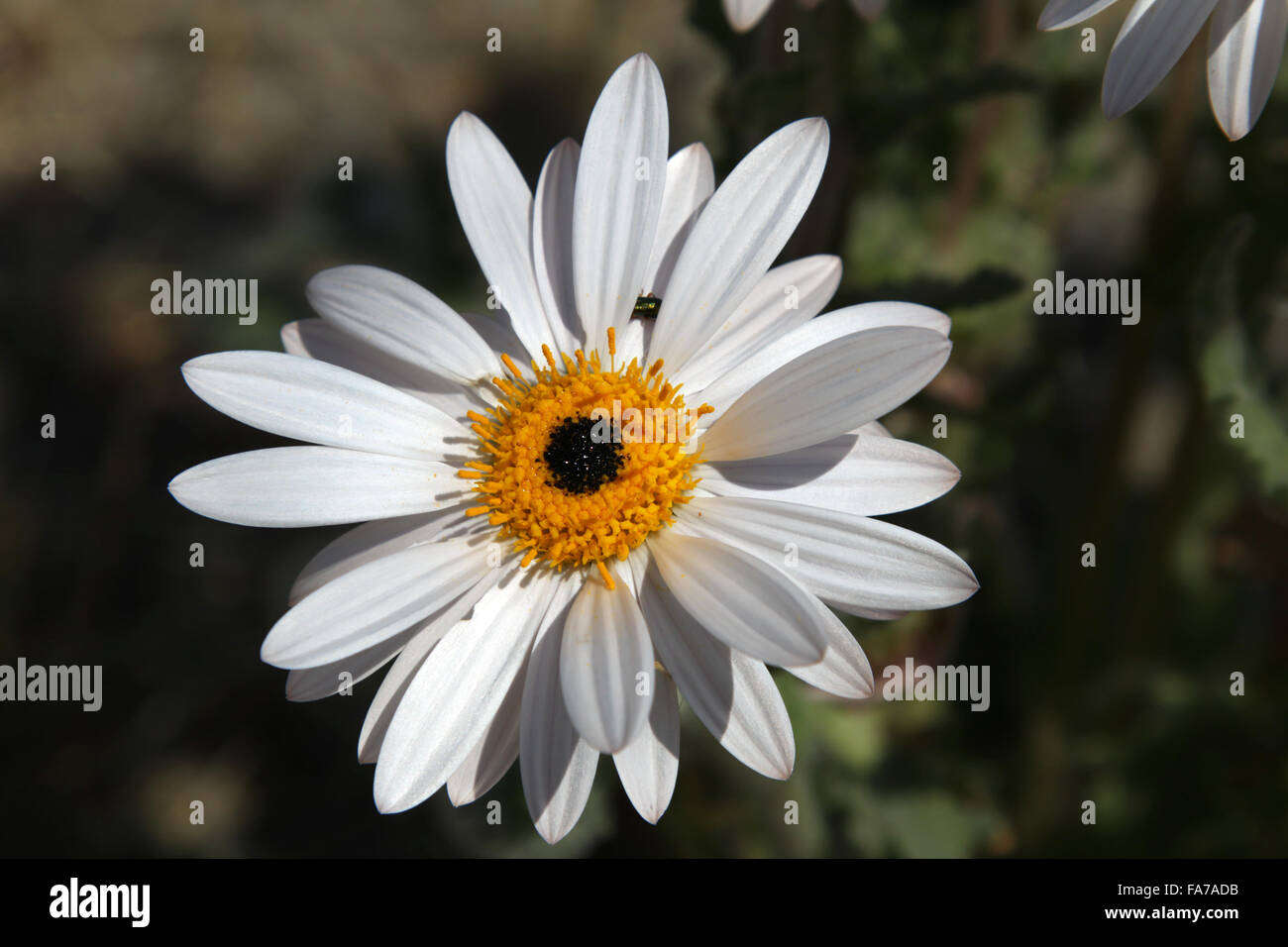 White Namaqua Daisy flower Namaqualand Northern Cape South Africa Stock Photo