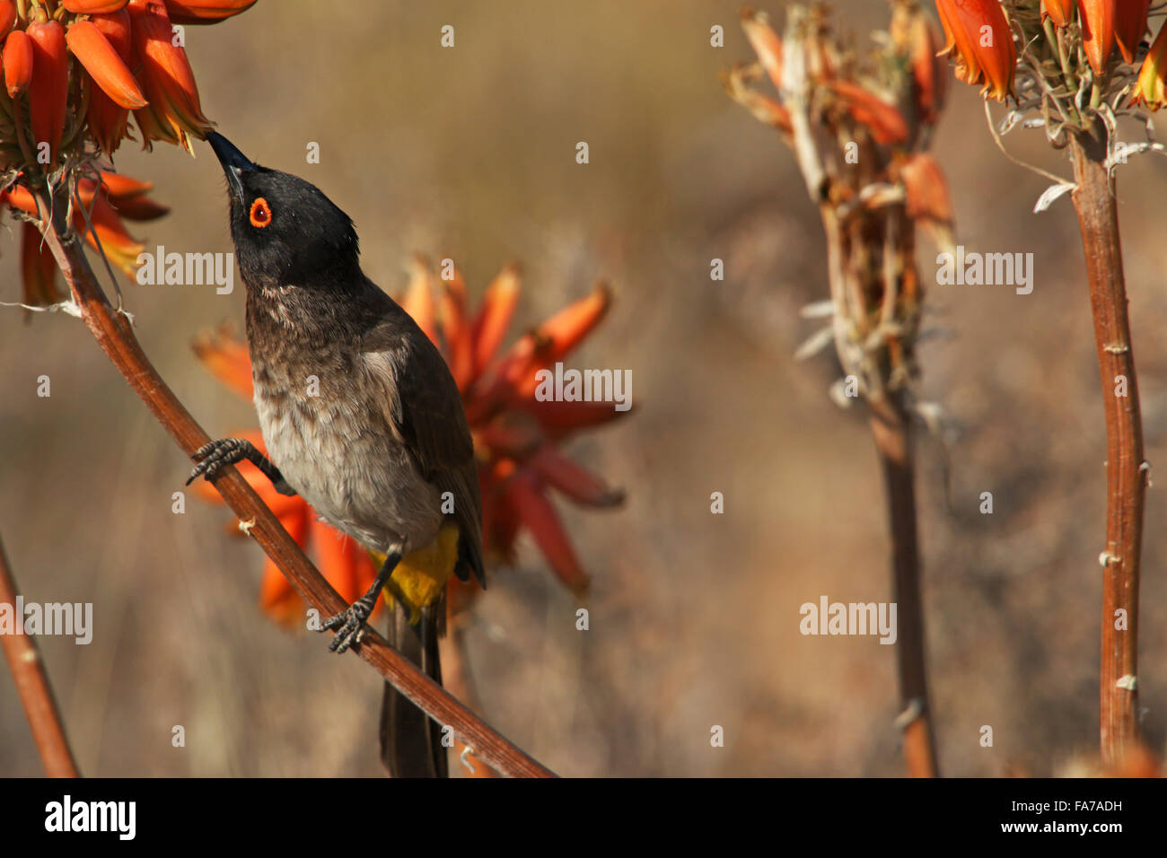 Nectar eating red eyed Bulbul Bird sitting on Aloe flowers Kgalagadi Transfrontier National Park Northern Cape South Africa Stock Photo