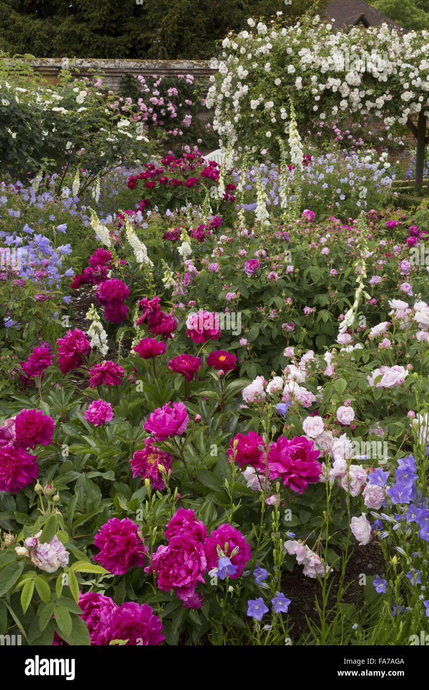 Beautifully flowery beds and borders, with Paeonia lactiflora 'Adolphe Rousseau', roses, foxgloves etc at Mottisfont Abbey walle Stock Photo