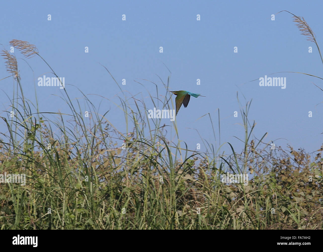 Bago. 23rd Dec, 2015. Photo taken on Dec. 23, 2015 shows a blue-tailed bee-eater flying over Moeyungyi Wetland Wildlife Sanctuary in Bago region, Myanmar. Moeyungyi Wetlands is situated in Bago Division. Every year, millions of birds usually fly from the northern hemisphere to the south along the East-Asian Australian Flyway to escape from winter. They stop to rest and feed in Asia. So the flyway contains a network of wetlands and Moeyungyi is one of which could cooperate to certain migrated as well as domestic birds. Credit:  U Aung/Xinhua/Alamy Live News Stock Photo
