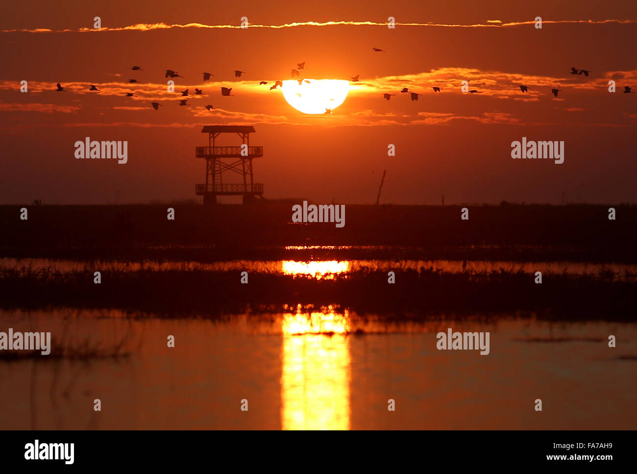 Bago. 23rd Dec, 2015. Photo taken on Dec. 23, 2015 shows birds flying over Moeyungyi Wetland Wildlife Sanctuary in Bago region, Myanmar. Moeyungyi Wetlands is situated in Bago Division. Every year, millions of birds usually fly from the northern hemisphere to the south along the East-Asian Australian Flyway to escape from winter. They stop to rest and feed in Asia. So the flyway contains a network of wetlands and Moeyungyi is one of which could cooperate to certain migrated as well as domestic birds. Credit:  U Aung/Xinhua/Alamy Live News Stock Photo