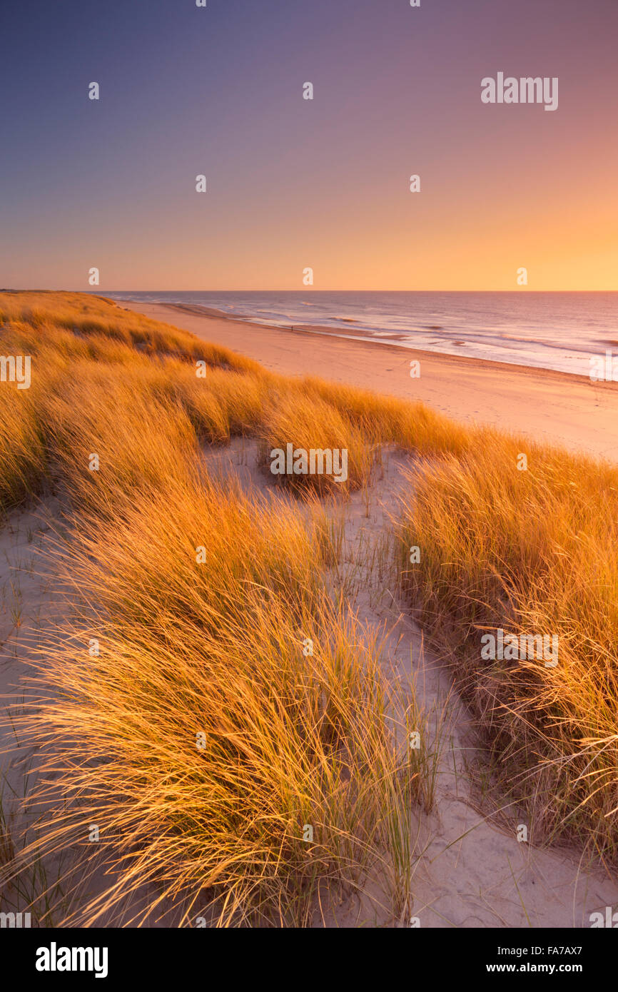 Tall dunes with dune grass and a wide beach below. Photographed at sunset on the island of Texel in The Netherlands. Stock Photo