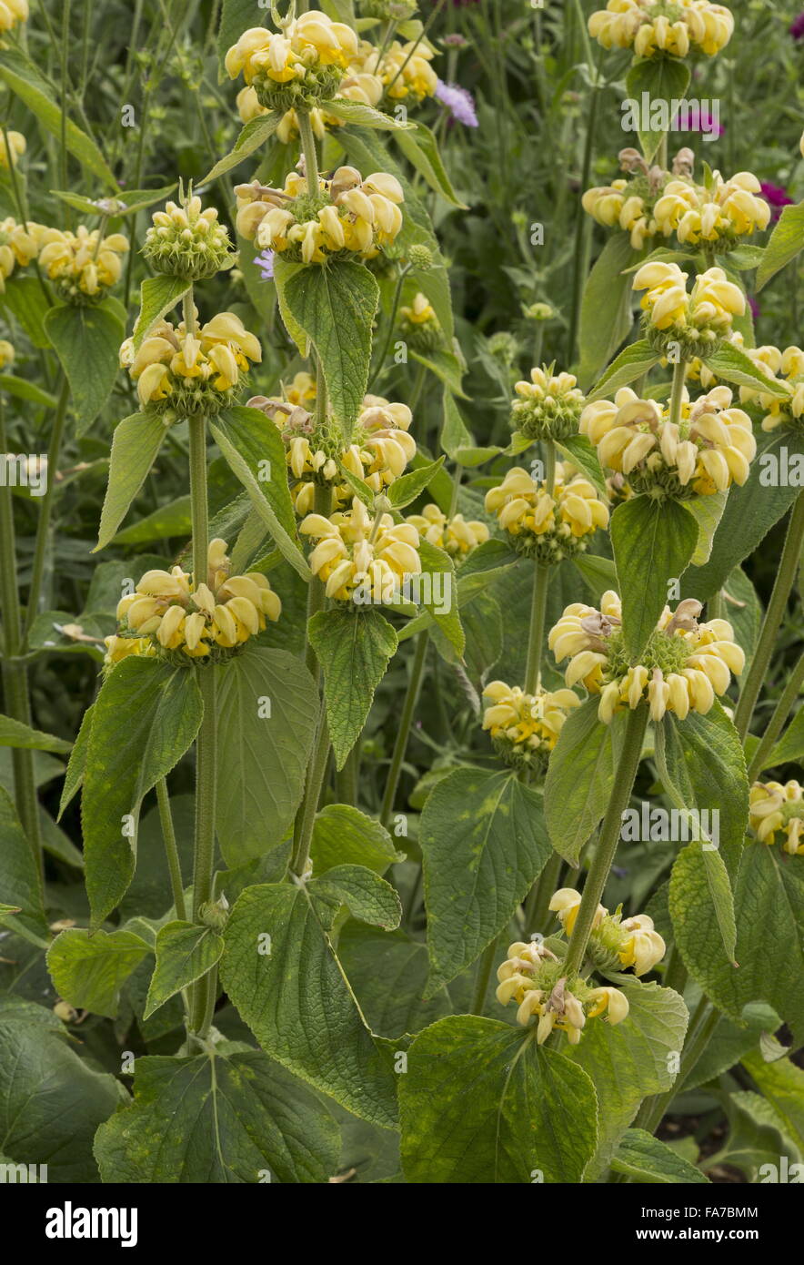Turkish sage, Phlomis russeliana in flower in garden border. Stock Photo