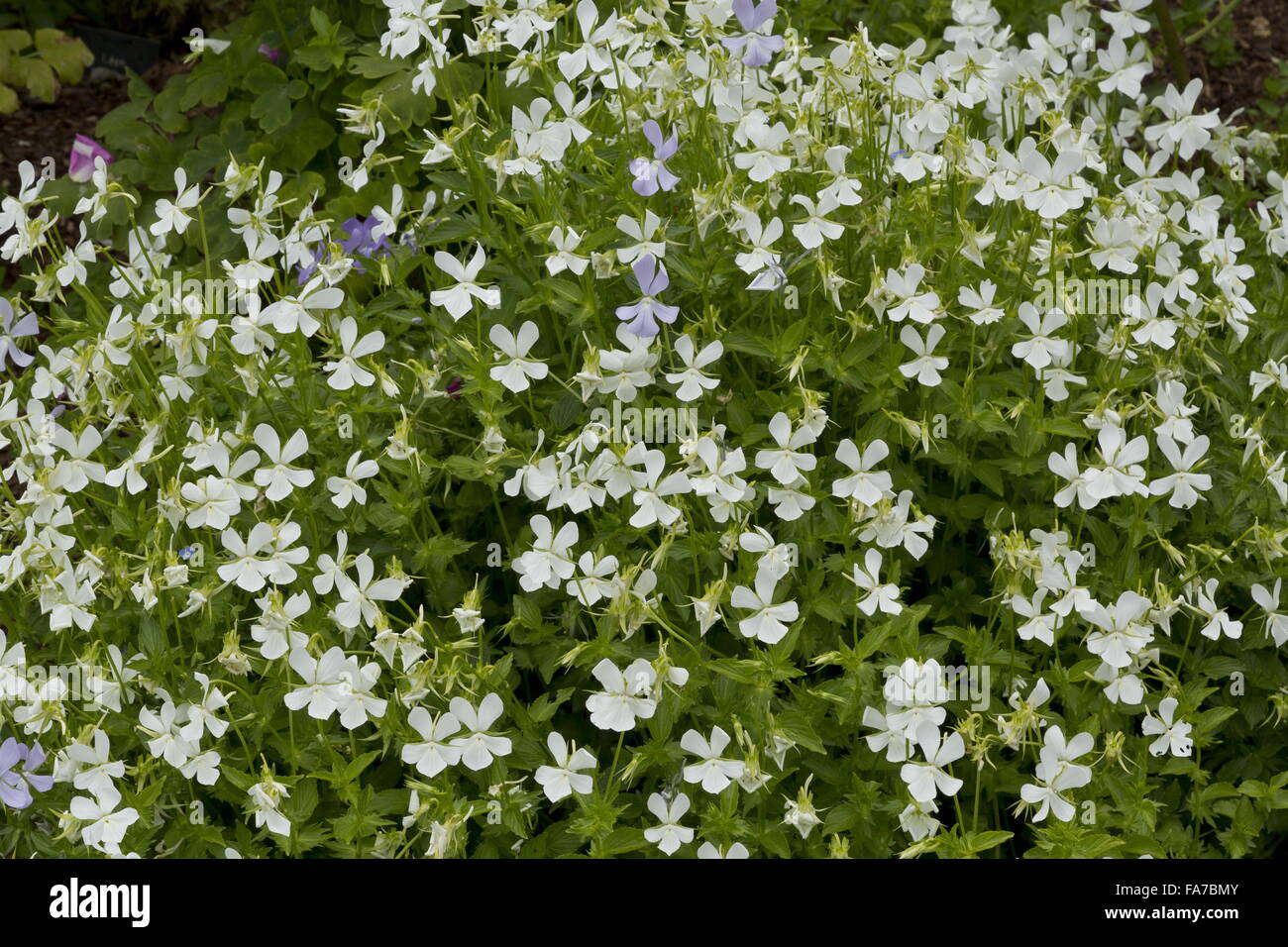 Horned Violet, Viola cornuta, mainly white form, in flower in garden border. Stock Photo