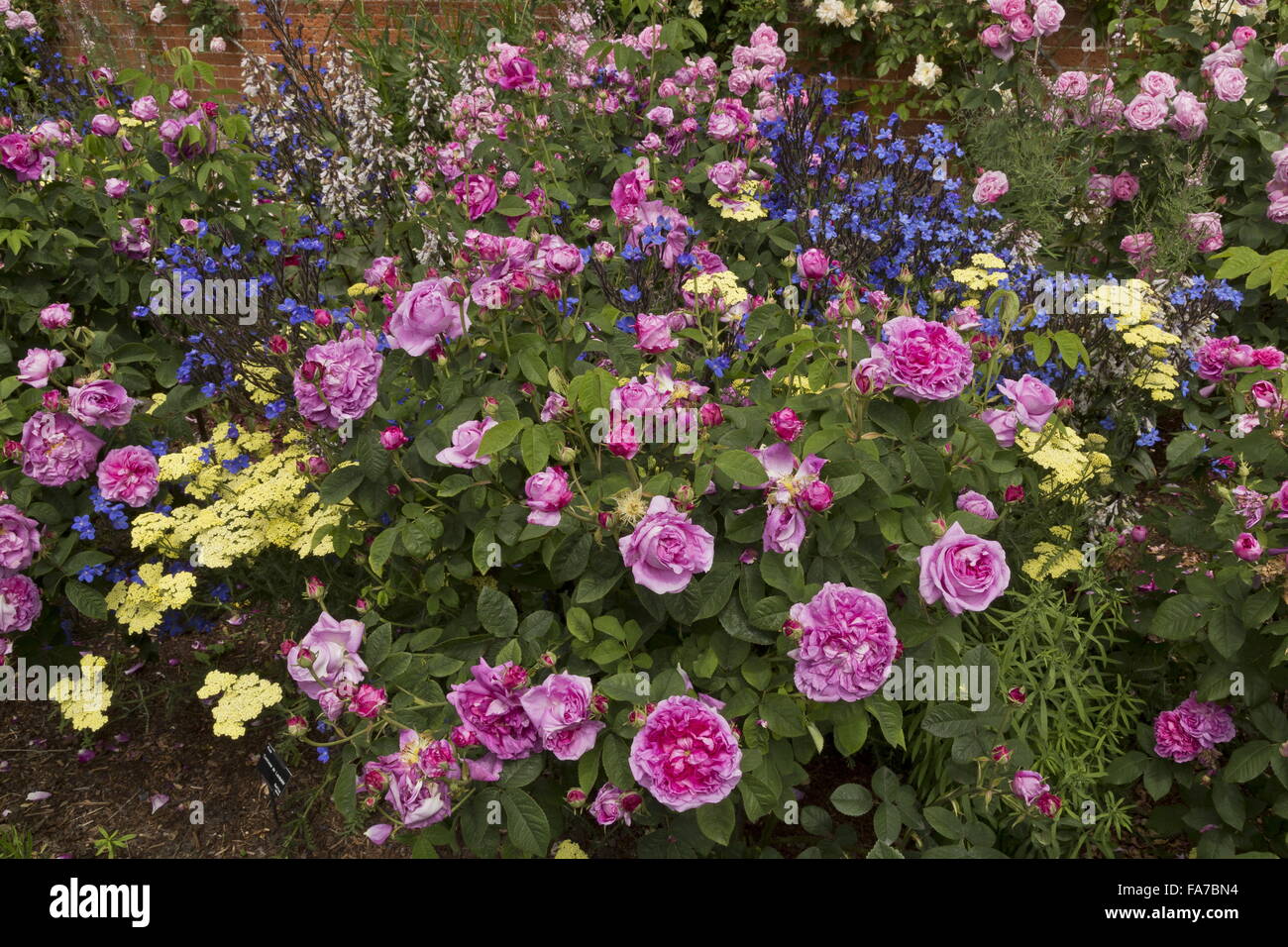 Beautifully flowery rose beds and borders, with Anchusa azurea at Mottisfont Abbey walled rose garden in mid-June; Hampshire Stock Photo
