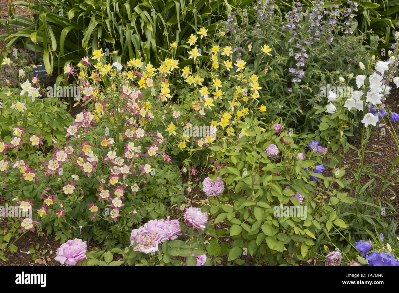 Columbines etc in border at Mottisfont Abbey walled rose garden in mid ...