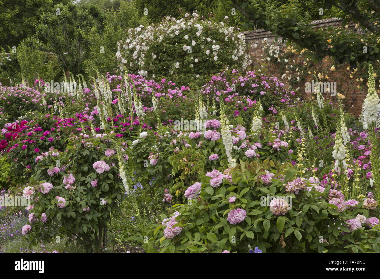 Mottisfont's Rose Garden, Hampshire