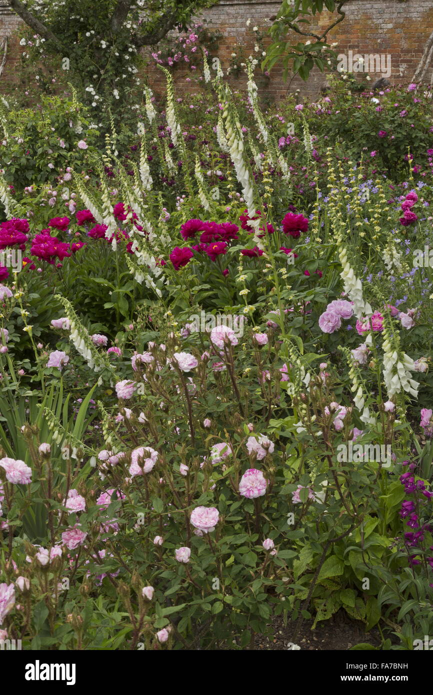 Beautifully flowery beds and borders at Mottisfont Abbey walled rose garden, with roses, peonies, foxgloves etc in mid-June; Ham Stock Photo