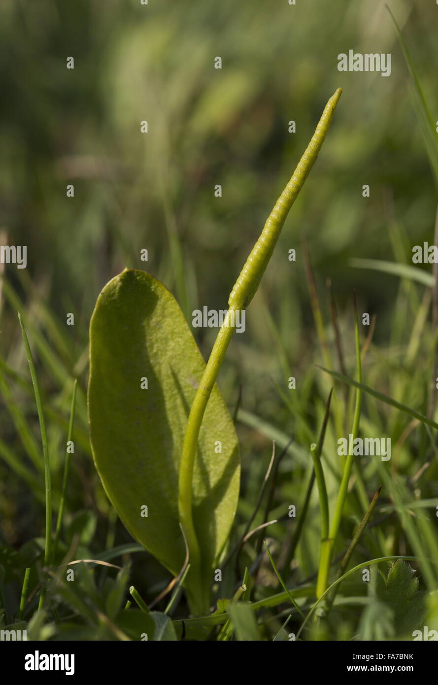 Adder's tongue fern, Adder's-tongue, Ophioglossum vulgatum, Stock Photo