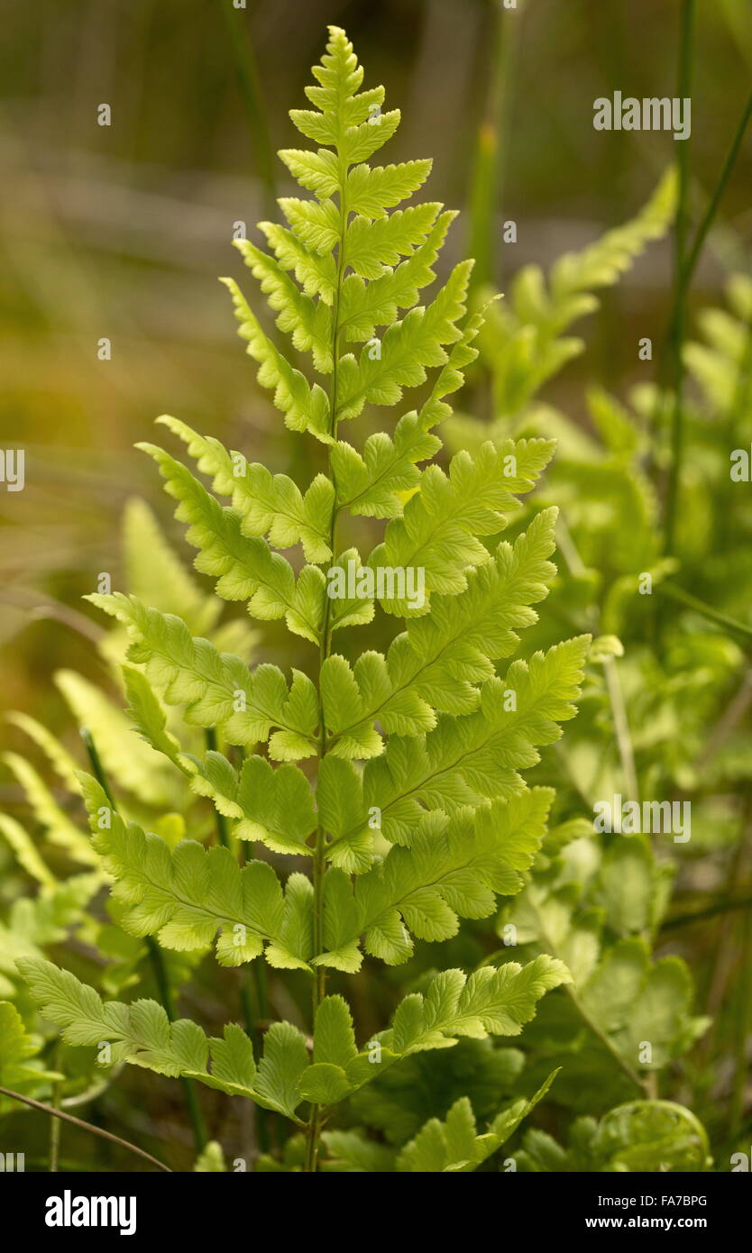 Crested Buckler-fern, Dryopteris cristata - rare plant of fens, Bure Marshes, Norfolk. Stock Photo