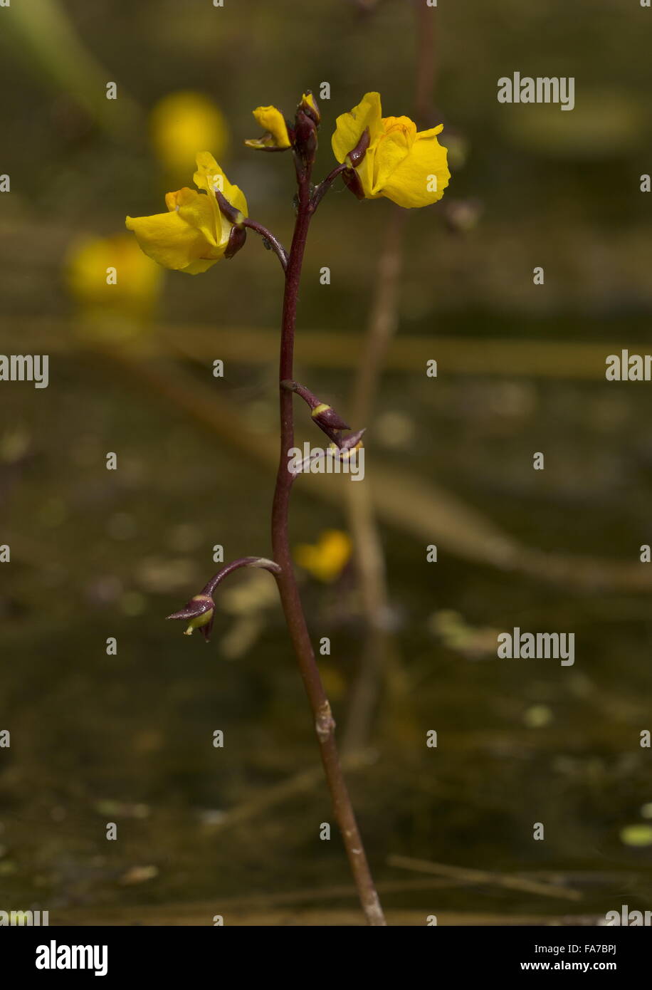 Greater bladderwort, Utricularia vulgaris, in flower in a broadland ditch, Norfolk. Stock Photo