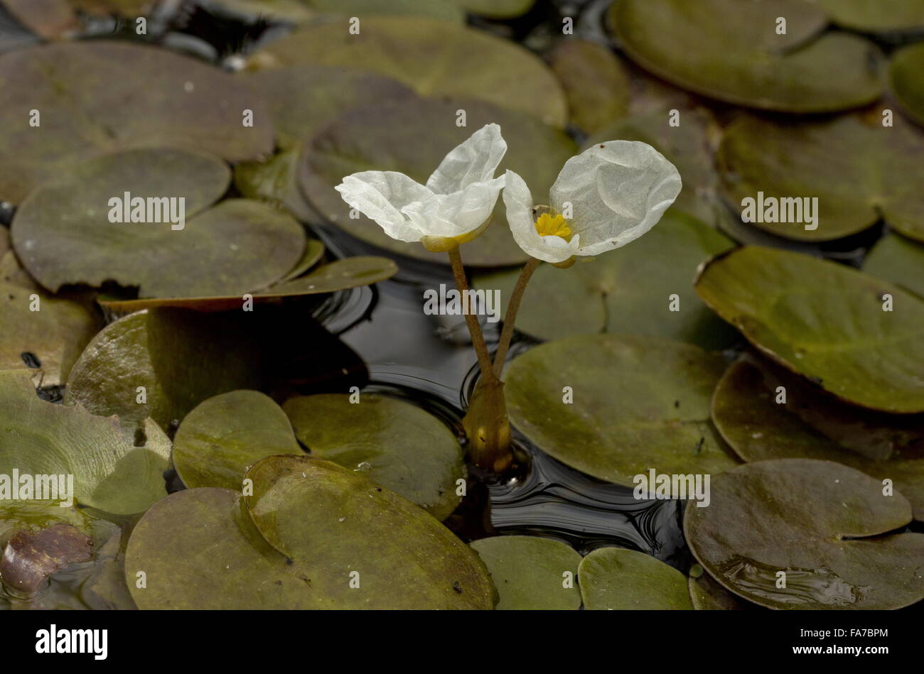 Frogbit, Hydrocharis morsus-ranae in flower in broadland ditch. Stock Photo