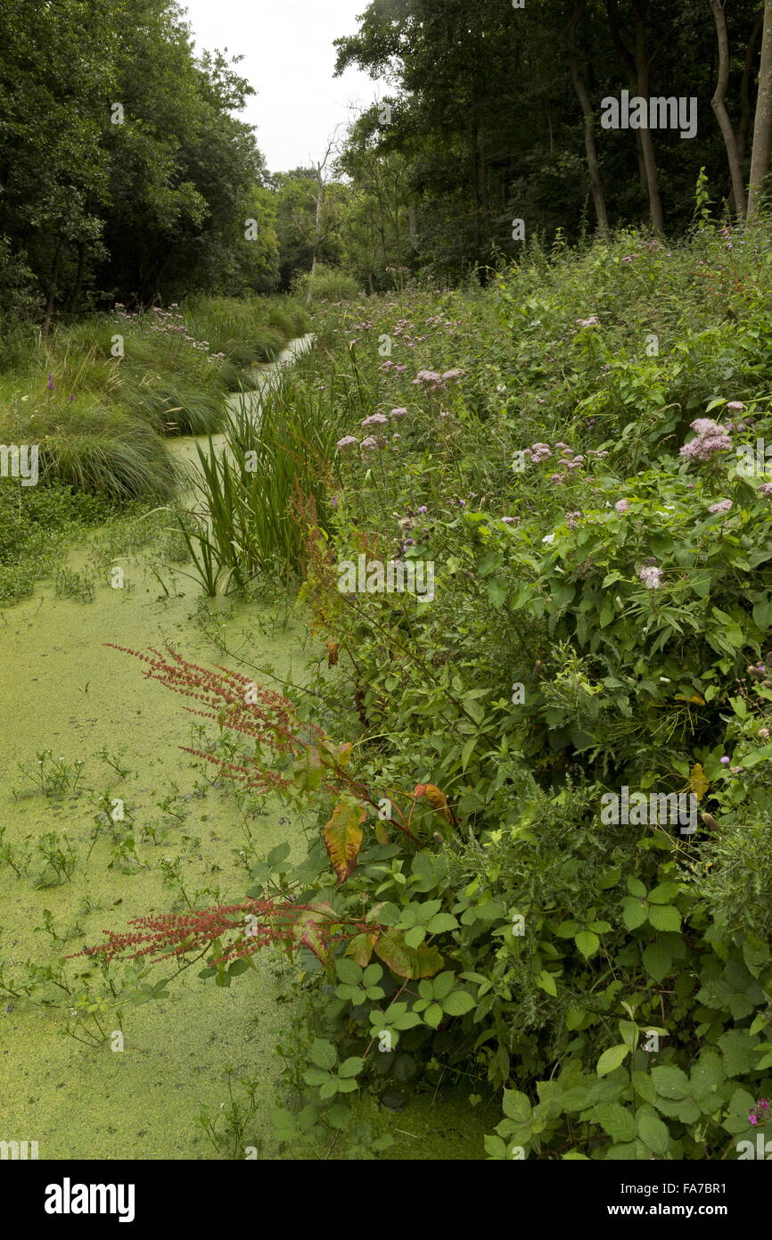 Duckweed-filled ditch, with Water Dock, Hemp Agrimony at Bure Marshes NNR, Norfolk. Stock Photo