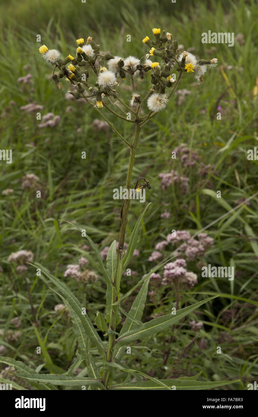 Marsh Sow Thistle, Sonchus palustris, in flower on waterside, Norfolk Broads, Norfolk. Stock Photo