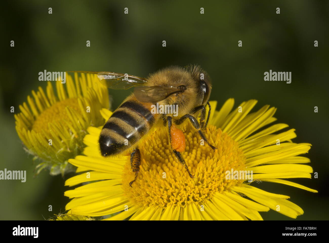 Pollen-laden Honey bee feeding on Fleabane flower. Stock Photo