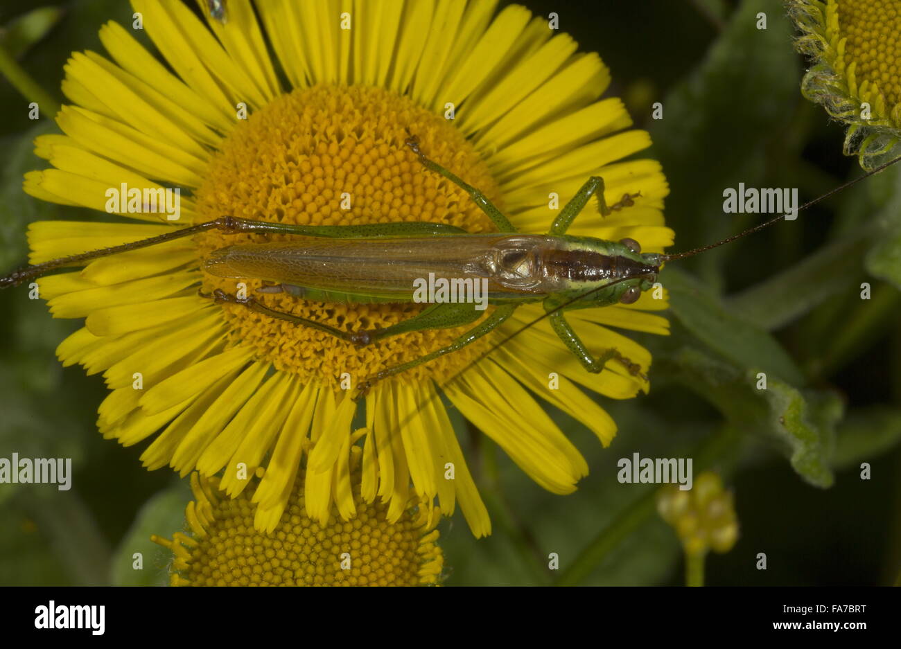 Long-winged Conehead, Conocephalus discolor; male on fleabane flower. Dorset. Stock Photo