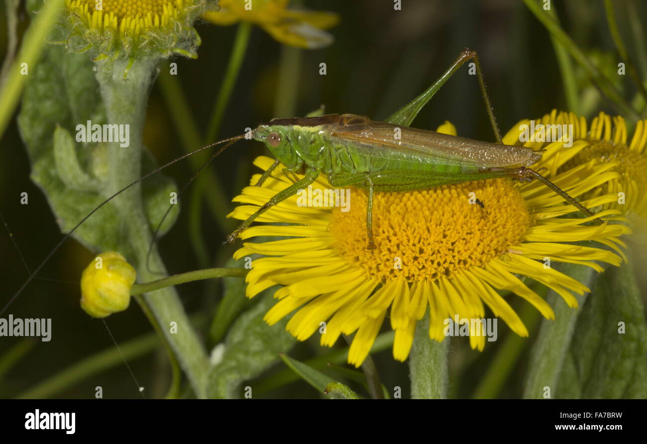 Longwinged Conehead, Conocephalus discolor; male on fleabane flower