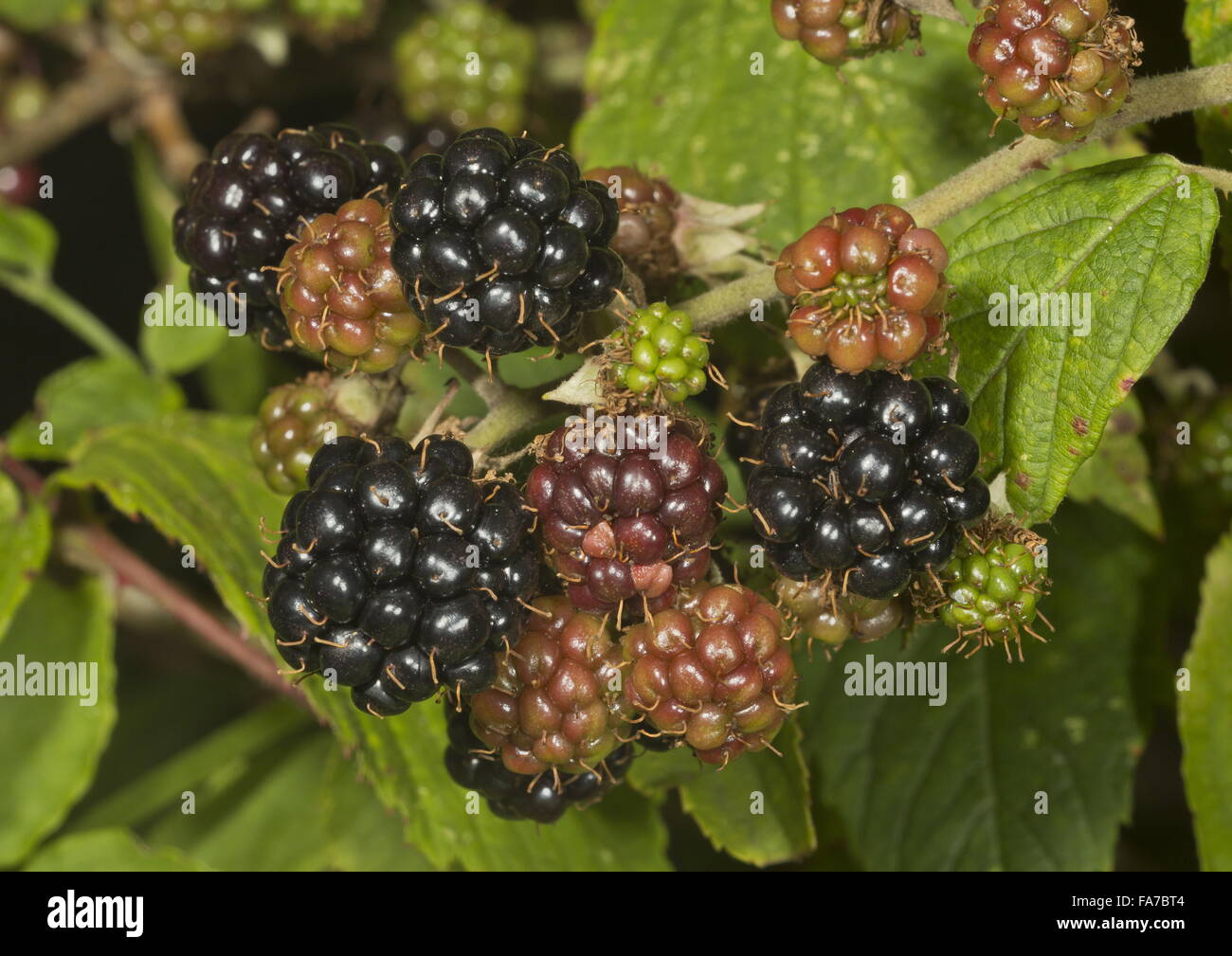 Ripening blackberries, Rubus fruticosus, blackberry in a rural hedgerow