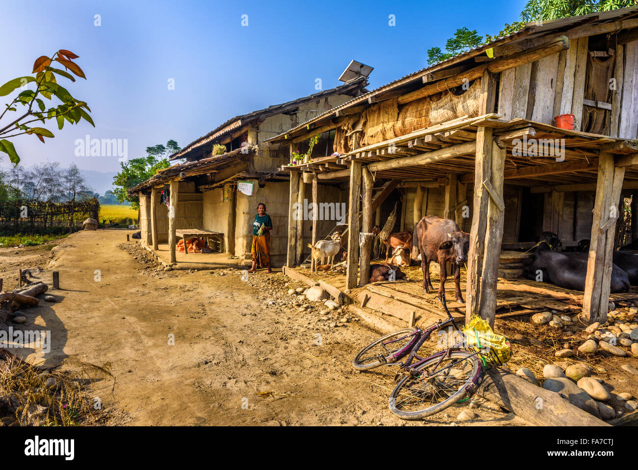 Old nepalese woman and her livestock in the backyard of her house Stock Photo