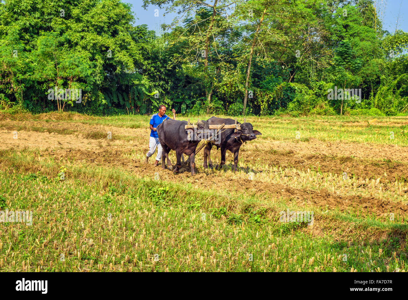 Nepalese farmer plowing agricultural field traditionally with a plow