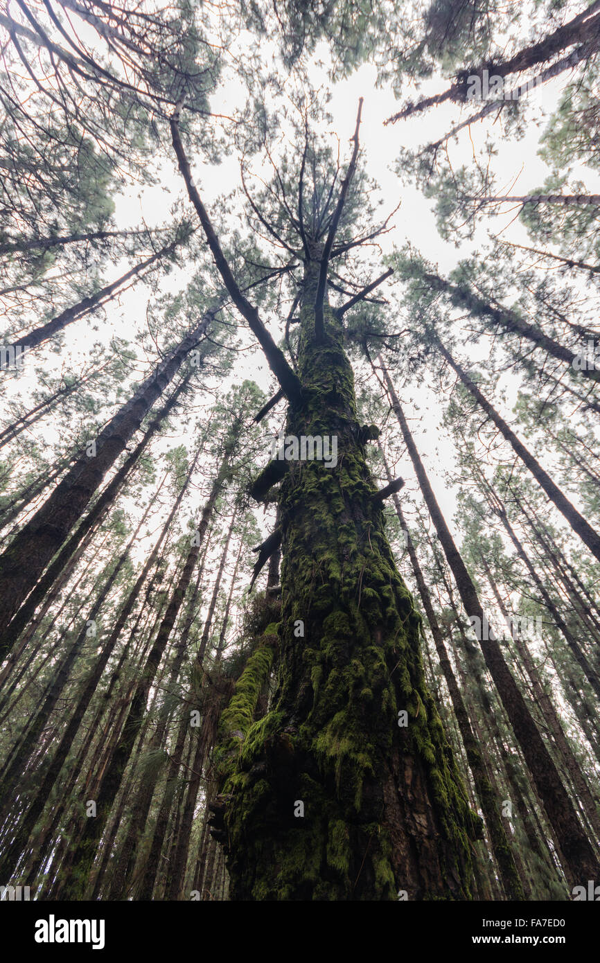 looking up on tree in coniferous tree forest Stock Photo