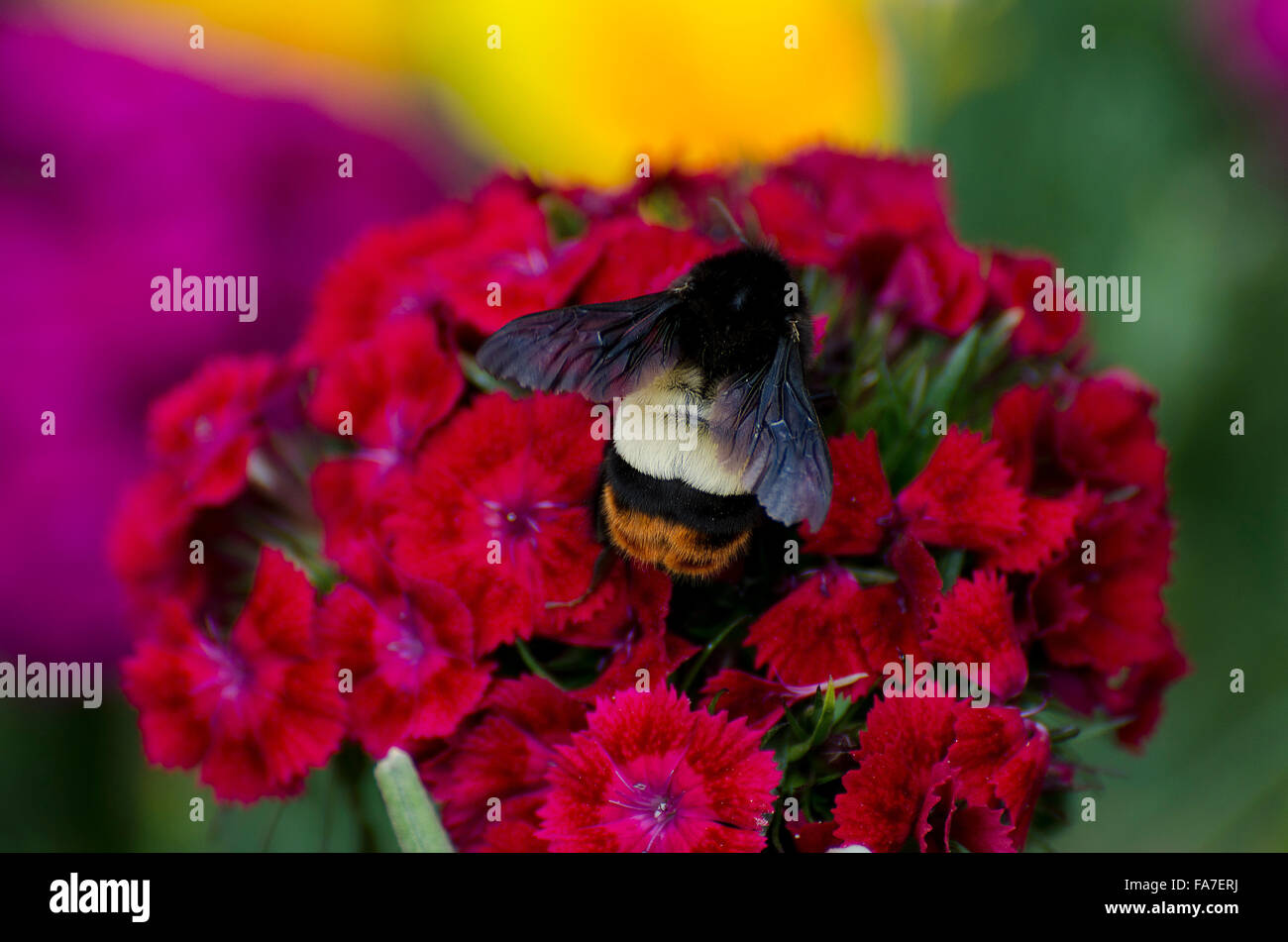 Wasp collecting nectar from red flower Stock Photo Alamy