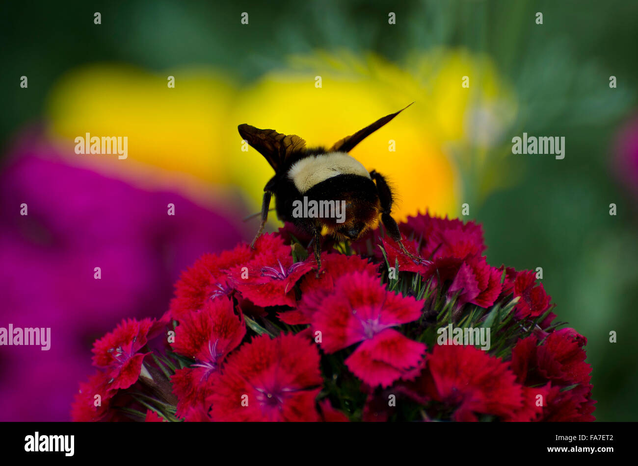wasp collecting nectar from red flowers Stock Photo Alamy