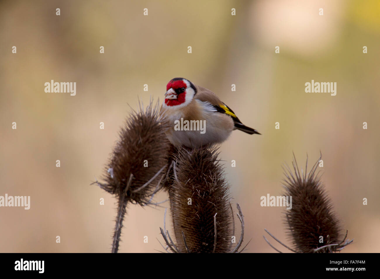 Goldfinch (Carduelis carduelis) at a silver thistle Stock Photo