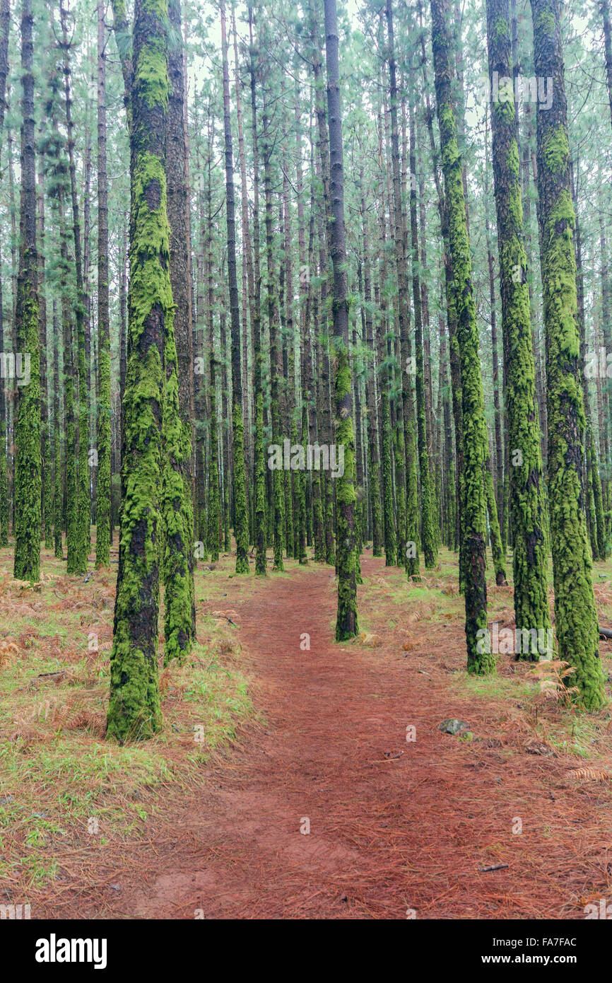 footpath / hiking path in coniferous forest Stock Photo