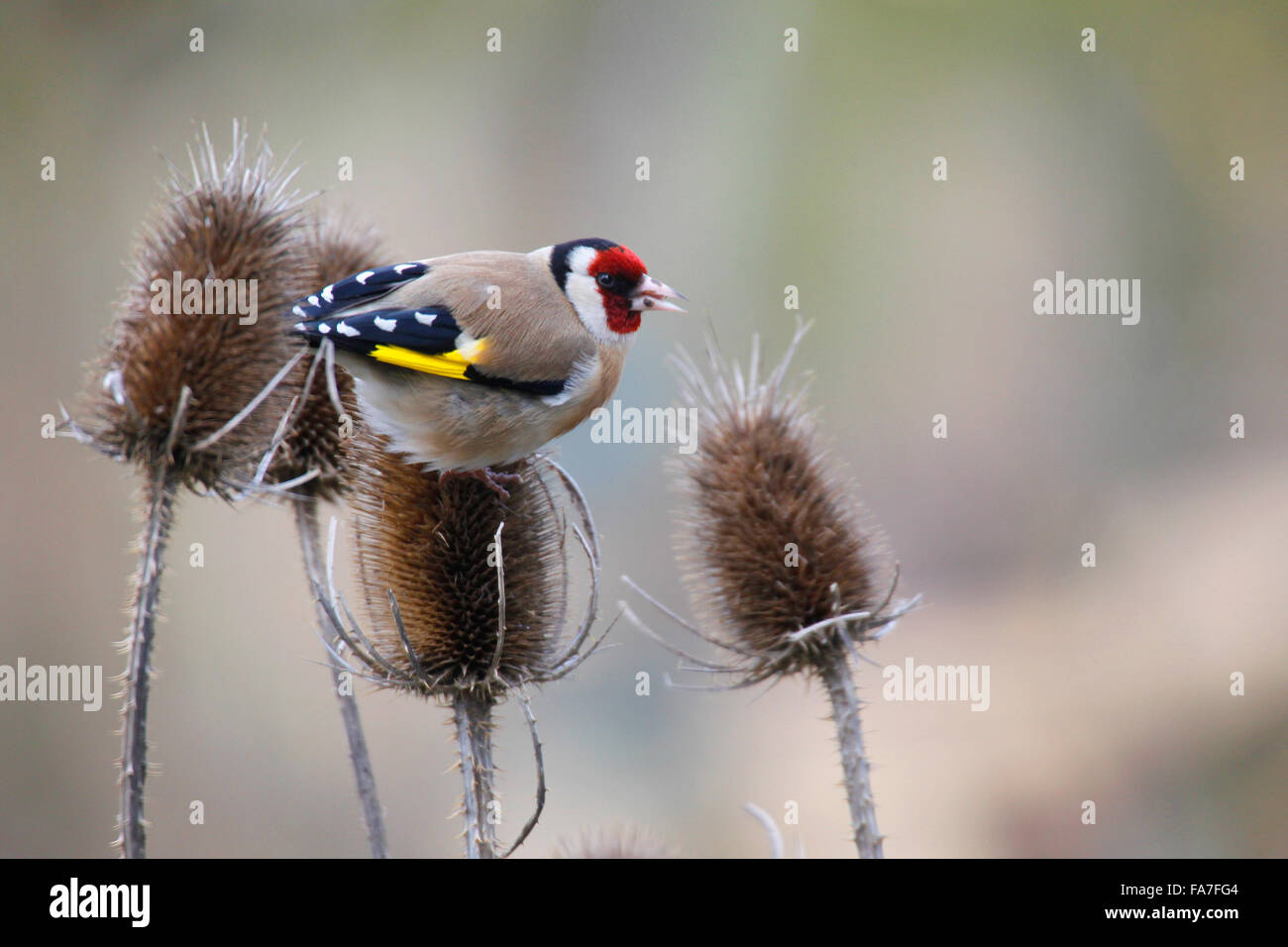 Goldfinch (Carduelis carduelis) at a silver thistle Stock Photo