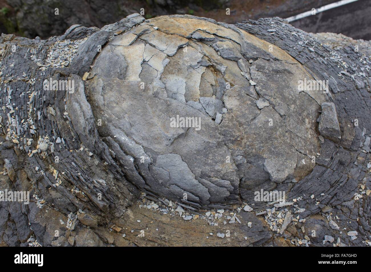 It's an egg Page 2 Fossil ID The Fossil Forum