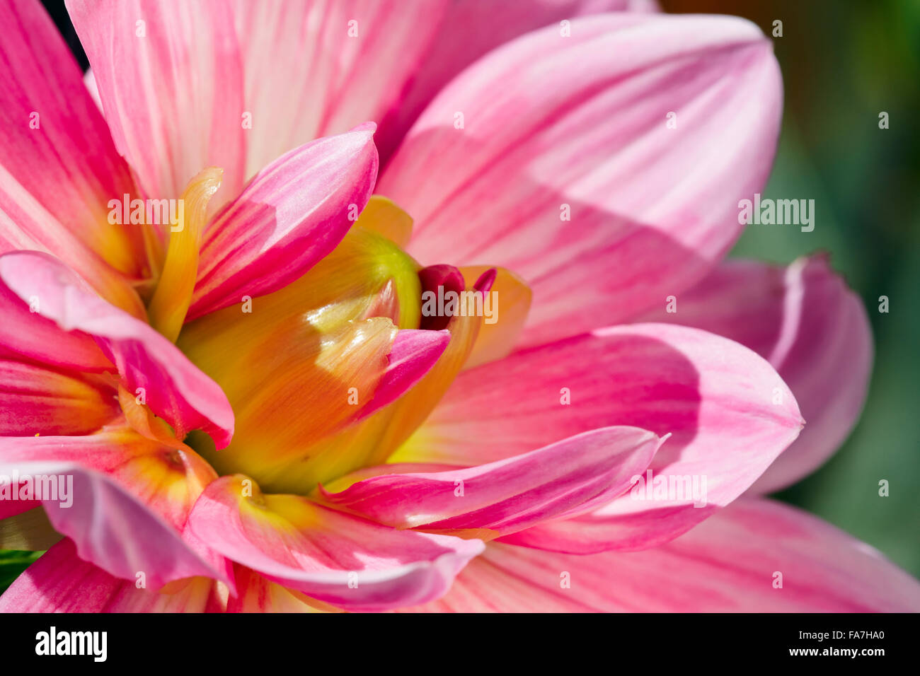 Dahlia flower close up. Stock Photo
