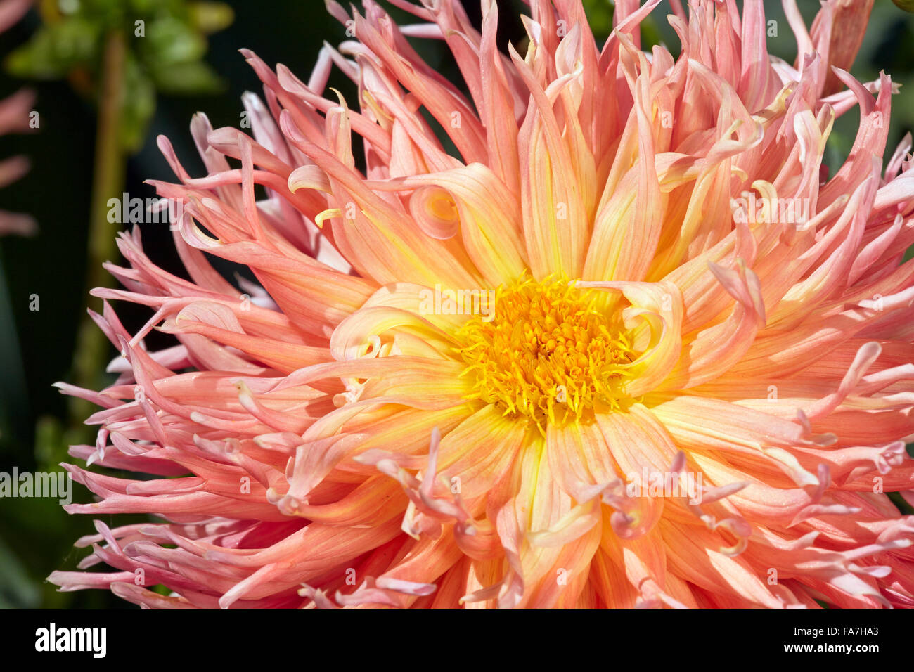 Dahlia flower close up Stock Photo - Alamy
