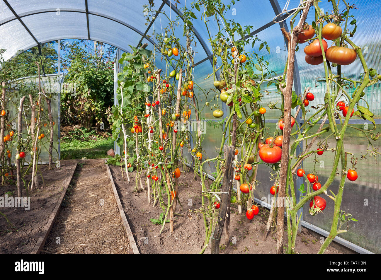 Tomatoes growing in organic greenhouse in allotment garden. Scientific