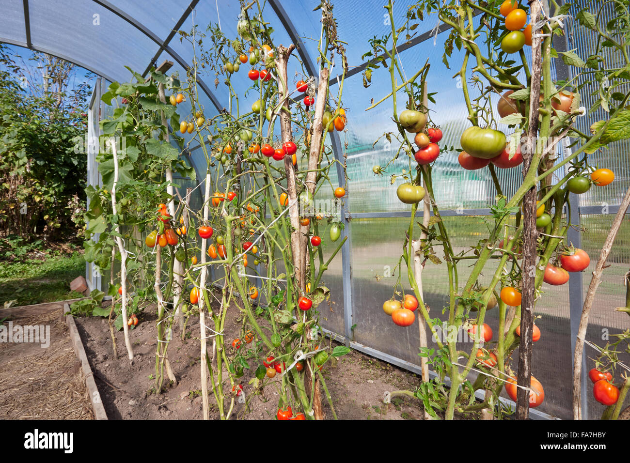 Tomatoes grow in organic greenhouse. Scientific name: Solanum lycopersicum. Kaluga region, Russia. Stock Photo