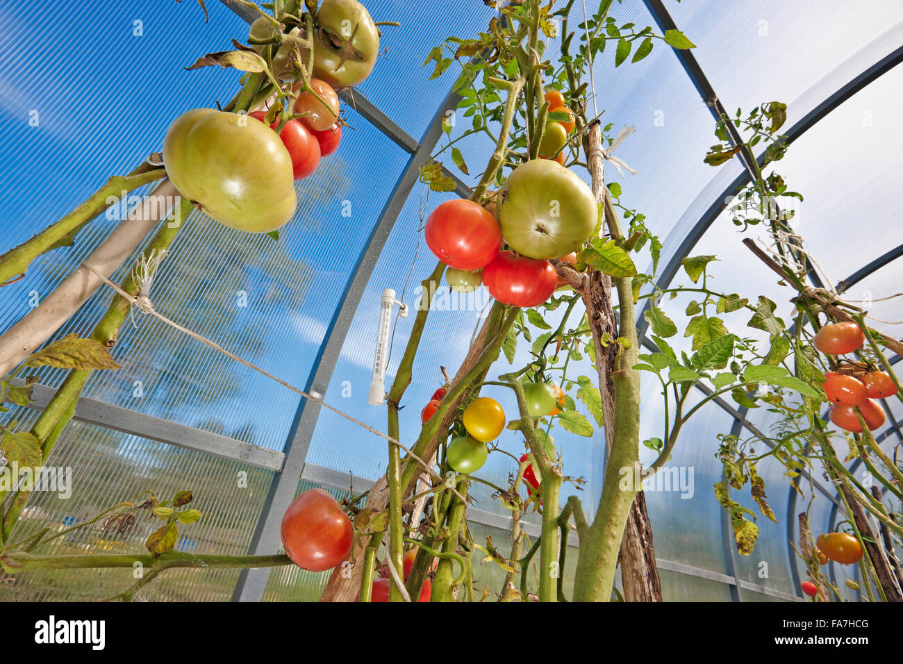 Tomatoes grow in organic greenhouse. Scientific name: Solanum lycopersicum. Kaluga region, Russia. Stock Photo
