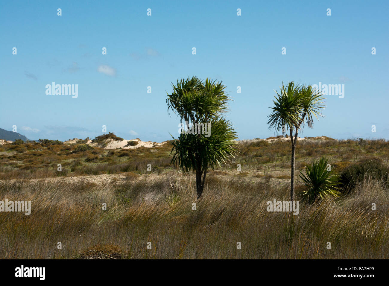 Cabbage trees grow in open areas where the young plants find enough water. Cordyline australis is endemic to New Zealand. Stock Photo