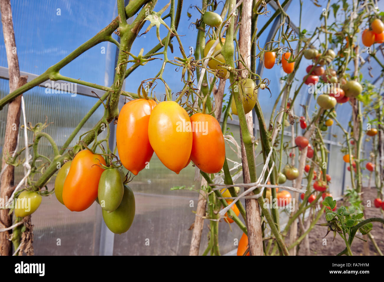 Yellow tomatoes growing in organic greenhouse. Scientific name: Solanum lycopersicum. Kaluga region, Russia. Stock Photo