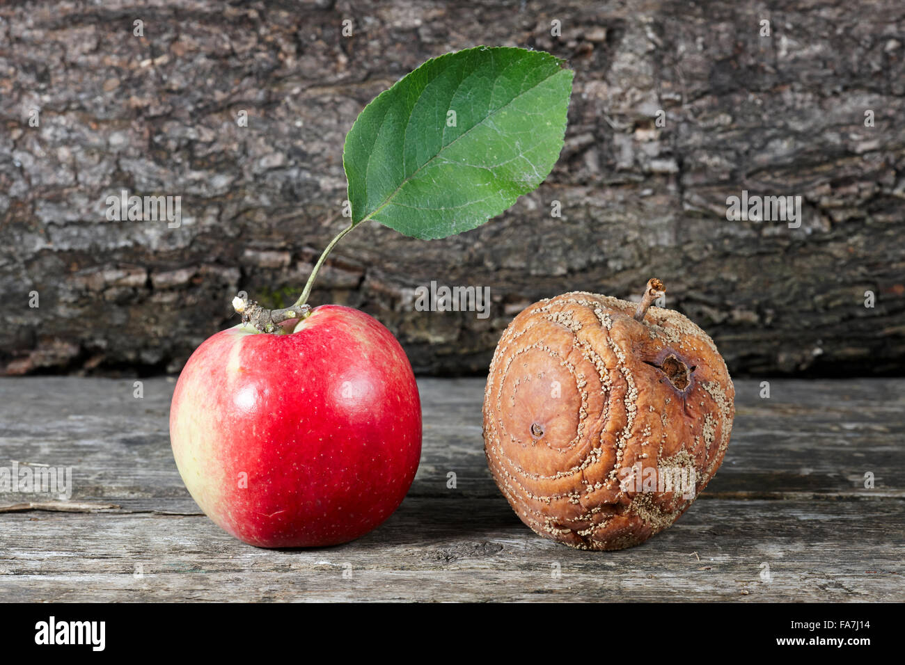 Rotten and a fresh apple put together. Scientific name: Malus domestica. Stock Photo
