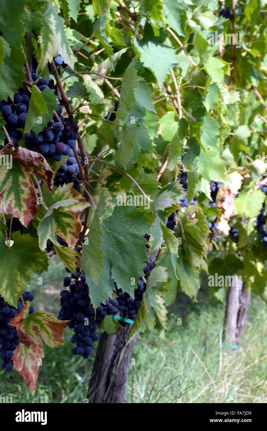 Red wine grape hires stock photography and images Alamy