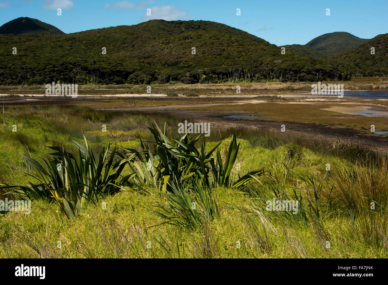 New Zealand Flax flowering at Spirits Bay, a twelve kilometer wide bay e in the far north of New Zealand. Stock Photo