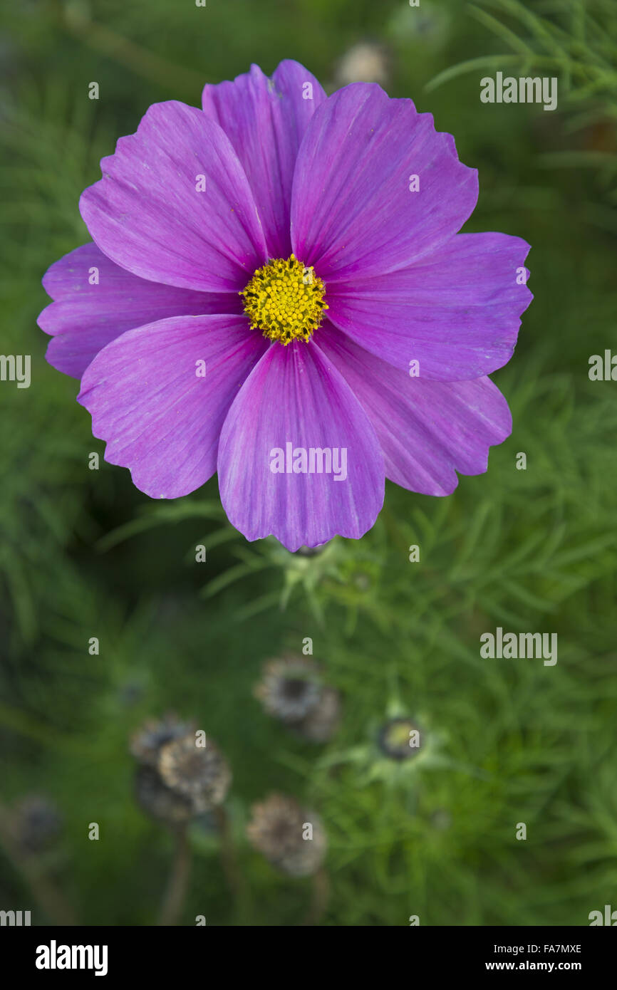 Close-up of a purple Cosmos flower blooming in the walled garden at ...