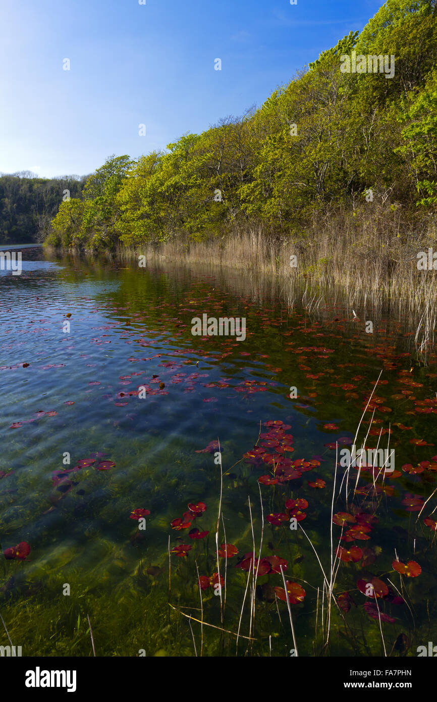 View across Bosherston Lily Pond at Stackpole, Pembroke Stock Photo - Alamy