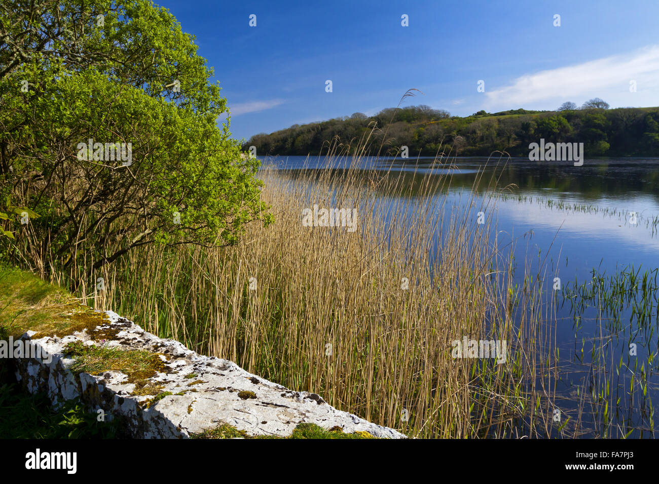 View across Bosherston Lily Pond from Grassy Bridge at Stackpole ...