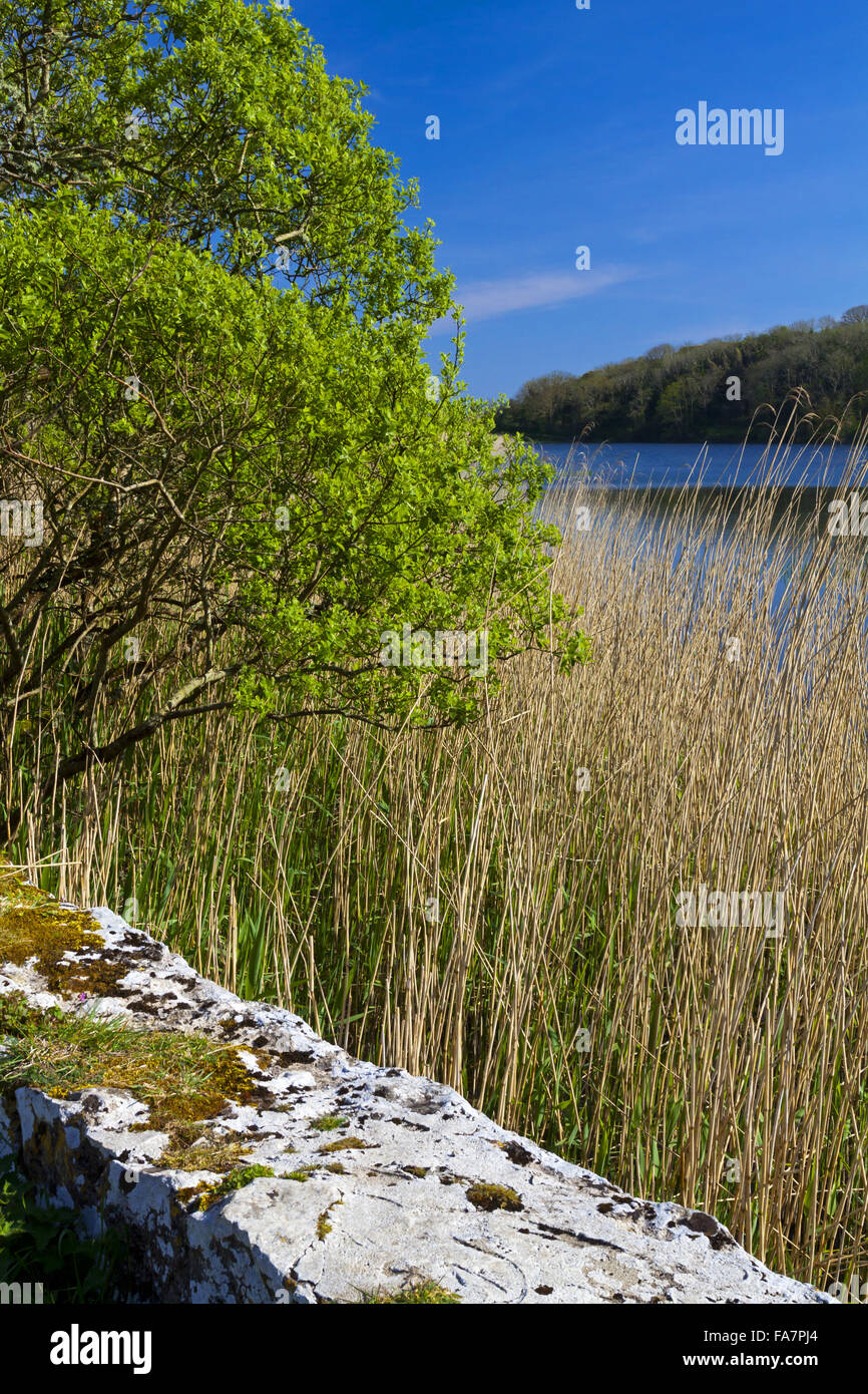 Grassy bridge pembrokeshire hi-res stock photography and images - Alamy